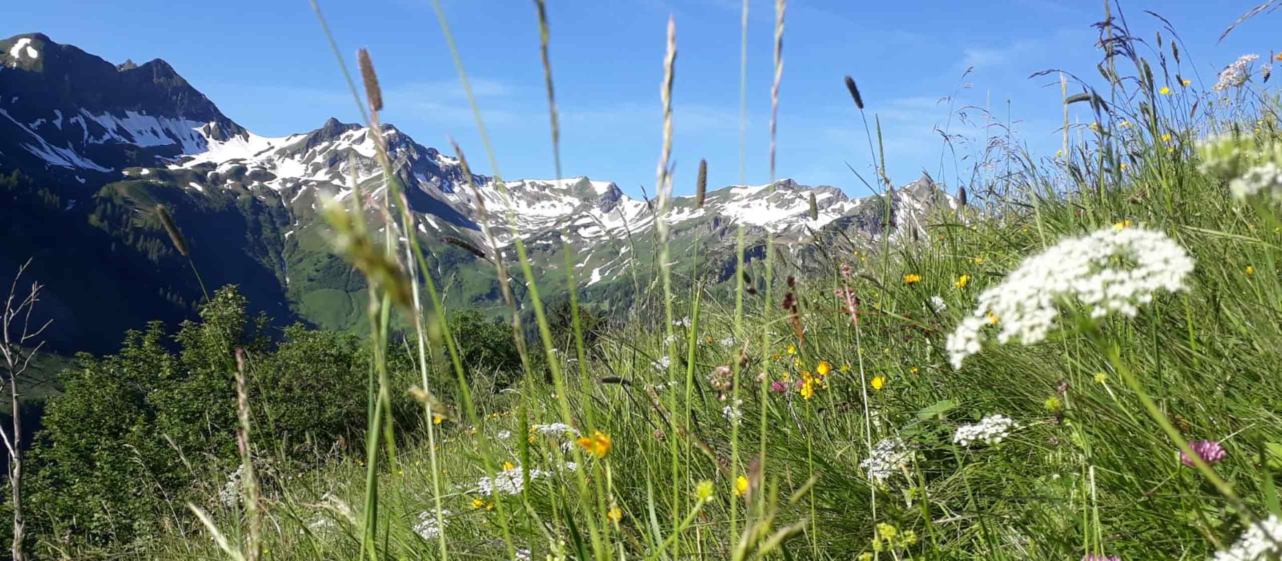 Die Allgäuer Alpen
