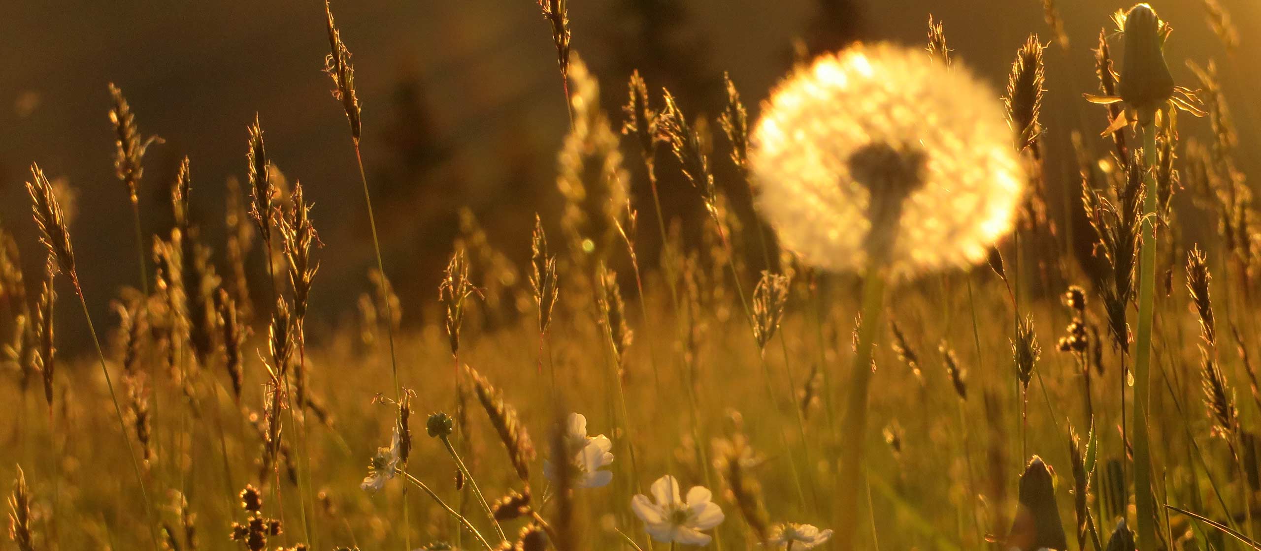 Sonnenuntergang im Pusteblumenfeld