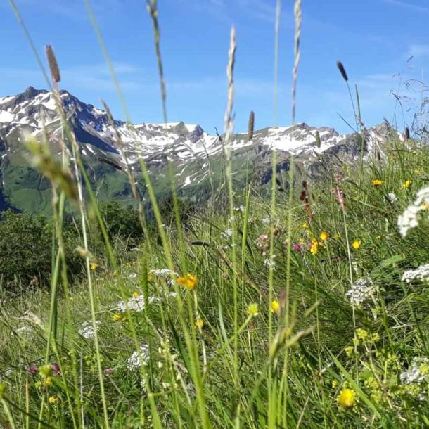 Berge und Blumenwiesen